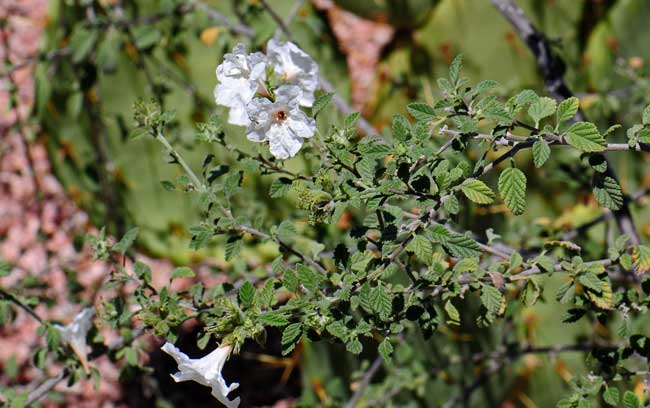 Cordia parvifolia, Little-leaf Cordia, Southwest Desert Flora